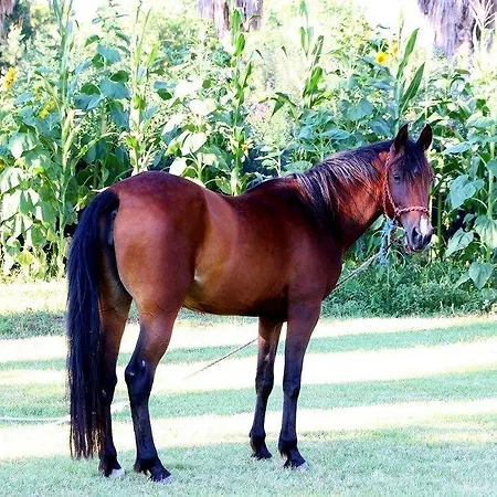 Sciabache 4*
